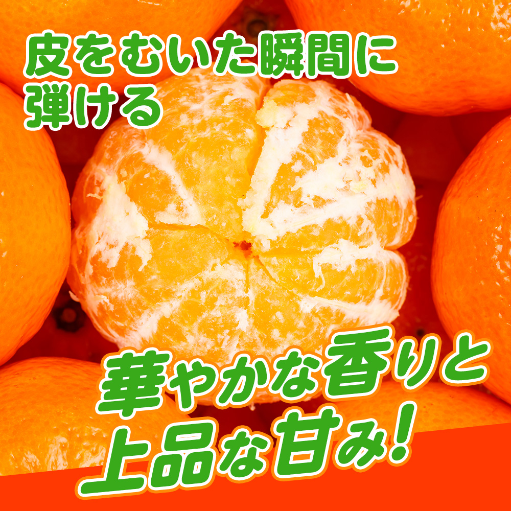【1月配送】ポンカン　赤秀（最高級）　5kg　JAふじ伊豆　静岡県産 1381 ／ JAふじ伊豆 太田ポンカン 赤秀 贈り物 静岡県 東伊豆町