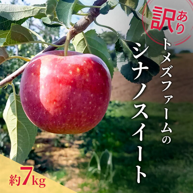【ふるさと納税】シナノスイート（訳あり ） 約7kg　トメズファーム　りんご　長野　信州　小諸　果物　フルーツ　お届け：2026年10月上旬より順次発送致します。