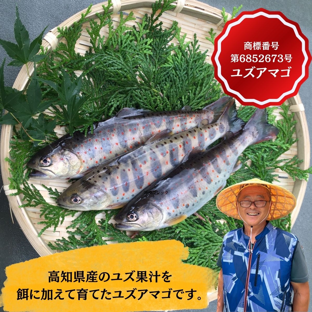 【ふるさと納税】高知県仁淀川清流育ち ユズアマゴ 成魚 稚魚 セット 柚子 希少 ブランド 川魚 商標登録済 安心 品質 贈答用 家庭用 塩焼き 燻製 酒の肴 つまみ 高知特産 天然水 仕込み アマゴ 天魚
