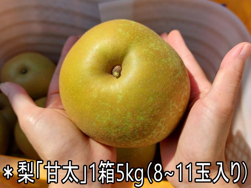 
樋口果樹園 梨「甘太」5kg(8～11玉)
