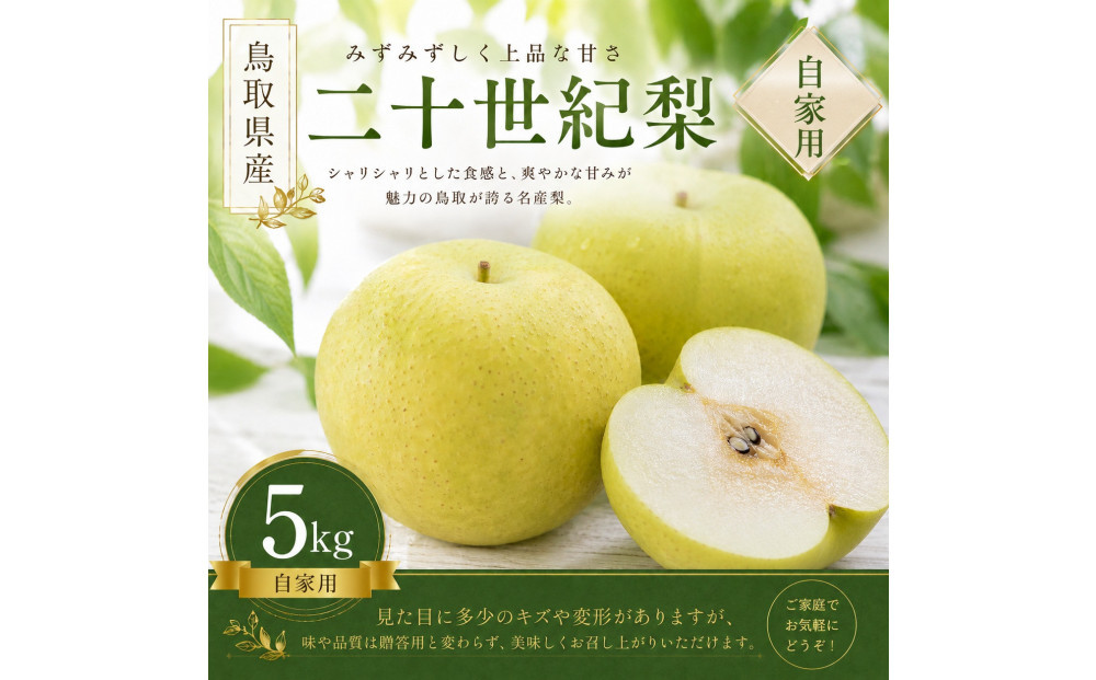 【先行予約】有梨の実石田 二十世紀梨 (自家用)5kg 313726_CY017
