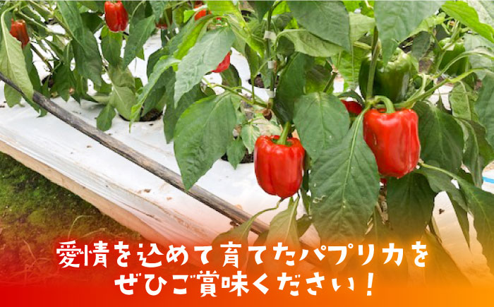 【肉厚＆ジューシー】五島のパプリカ 計8個 五島市/HPIファーム [PCP007]