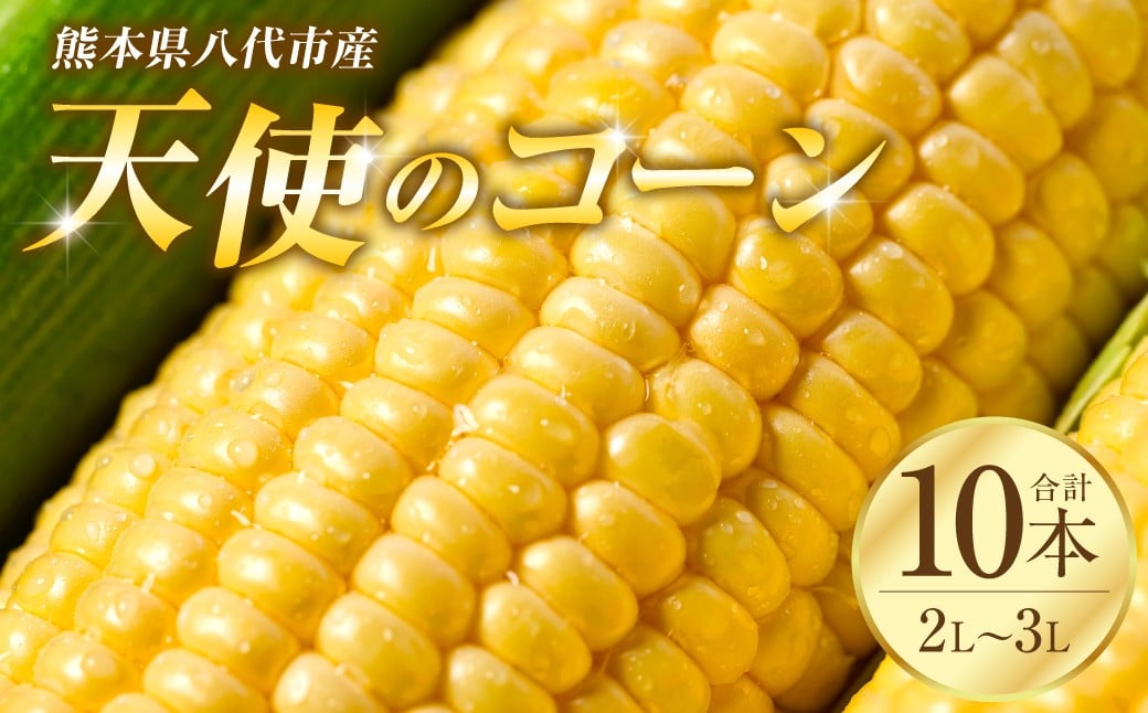 
            【先行予約】 熊本県八代市産「天使のコーン」2L～3Lサイズ 合計10本入り スイートコーン とうもろこし コーン料理 とうもろこし料理 【2026年5月中旬より順次発送】
          