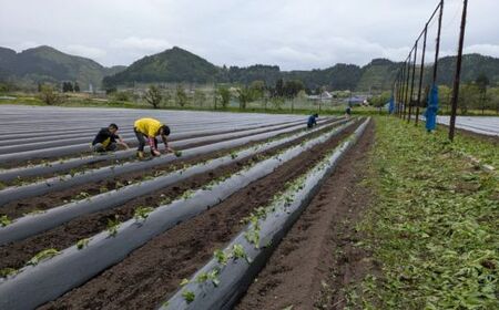 雪解け甘藷「シルクスイート」訳アリ 甘い 甘さ凝縮 訳あり品 さつまいもスイーツ シルクスイート さつまいも 寒冷地 なめらか 青森県 三戸町 CE-25-005