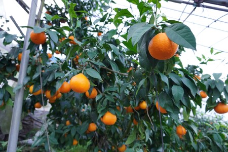 訳あり 愛果28号 2kg サイズミックス 【2026年12月以降発送】 紅まどんなと同一品種 みかん 愛媛 数量限定 先行予約 柑橘 伊予市｜A128