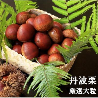 ふるさと納税 亀岡市 【先行受付】期間限定 丹波栗 厳選大粒 1.2kg<丹波四季菜料理 宮本屋>