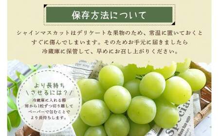 【 2026年 先行予約 】 シャインマスカット 2kg 石田ぶどう園 3房 ～ 5房 種なし ぶどう ブドウ 国産 果物 くだもの 大粒 葡萄 種無し フルーツ 2キロ 9月 10月 発送 秋 旬 