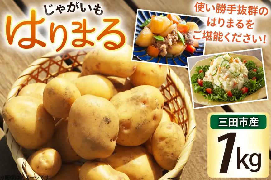 じゃがいも はりまる 1kg 【期間限定発送】[SSSファーム 兵庫県 三田市 3d28bed520003]