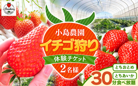 【先行予約】小島農園いちご 狩り チケット 2名 とちおとめ とちあいか 食べ放題
