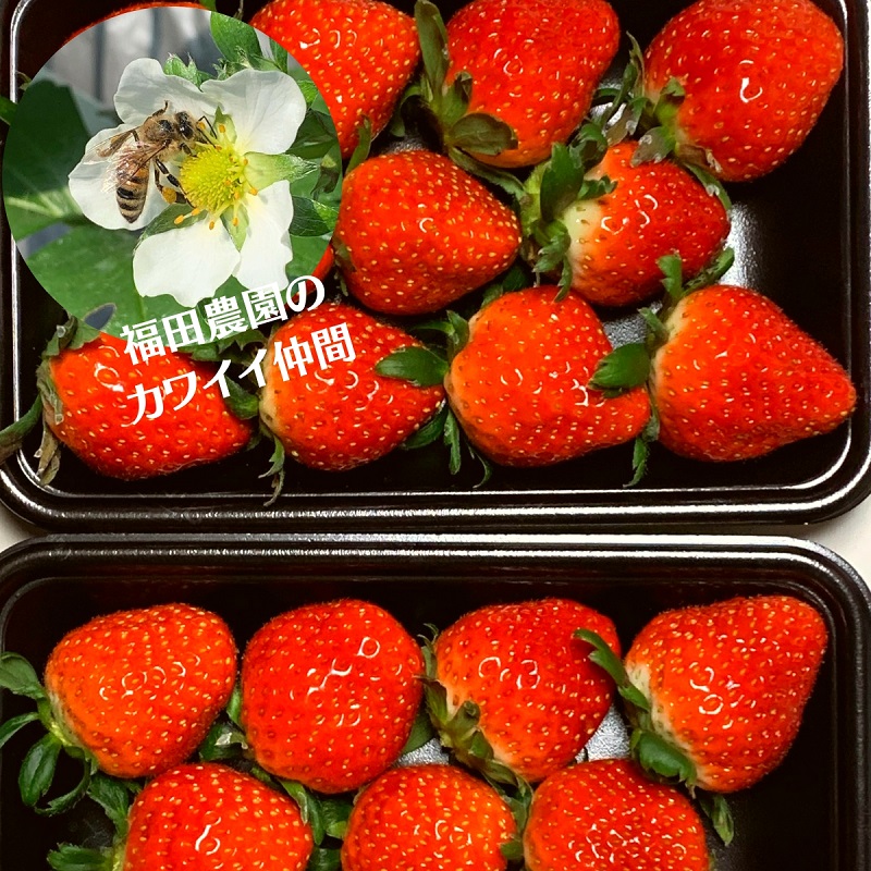 福田さんちのイチゴ(さぬきひめ) 2L サイズ ×6パック1.5kg以上【配送不可：北海道、沖縄、離島エリア】苺 農園直送 いちご採れたて直送