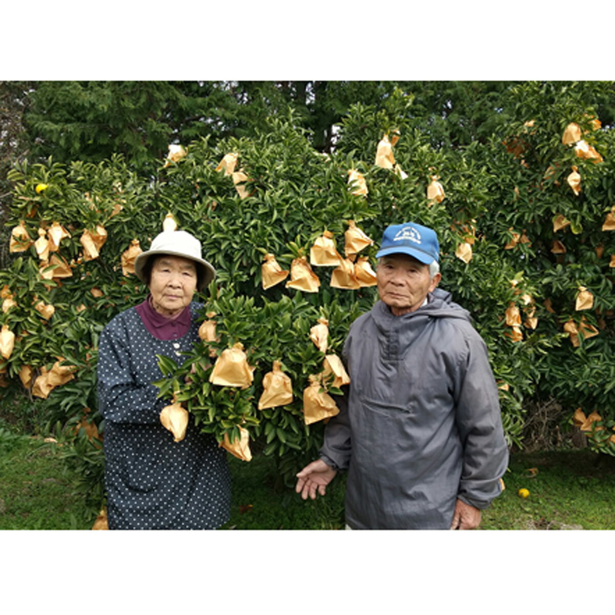 【ふるさと納税】 結 ゆい 果樹園 すくも小夏 5kg 家庭用 柑橘 みかん フルーツ 果物 高知県産 国産 甘い 爽やか 初夏 贈り物 ギフト 贅沢 特産品 地域支援 産地直送 旬 自然の恵み 季節限定 新鮮 農家 直送 美味しい 健康 ビタミンC 宿毛市 高知県 12000円