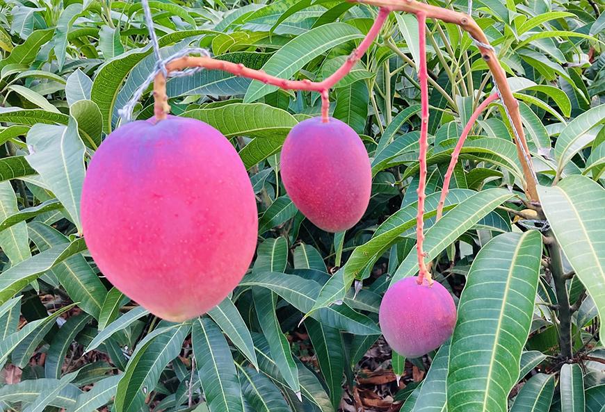 【家庭用】宮古島産マンゴー4kg ＜リトルグローブ＞（LT005）