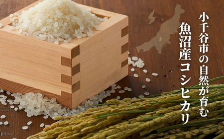 【定期便 毎月 おぢや米 5kg×8ヶ月】魚沼産コシヒカリ 魚沼特A評価地域