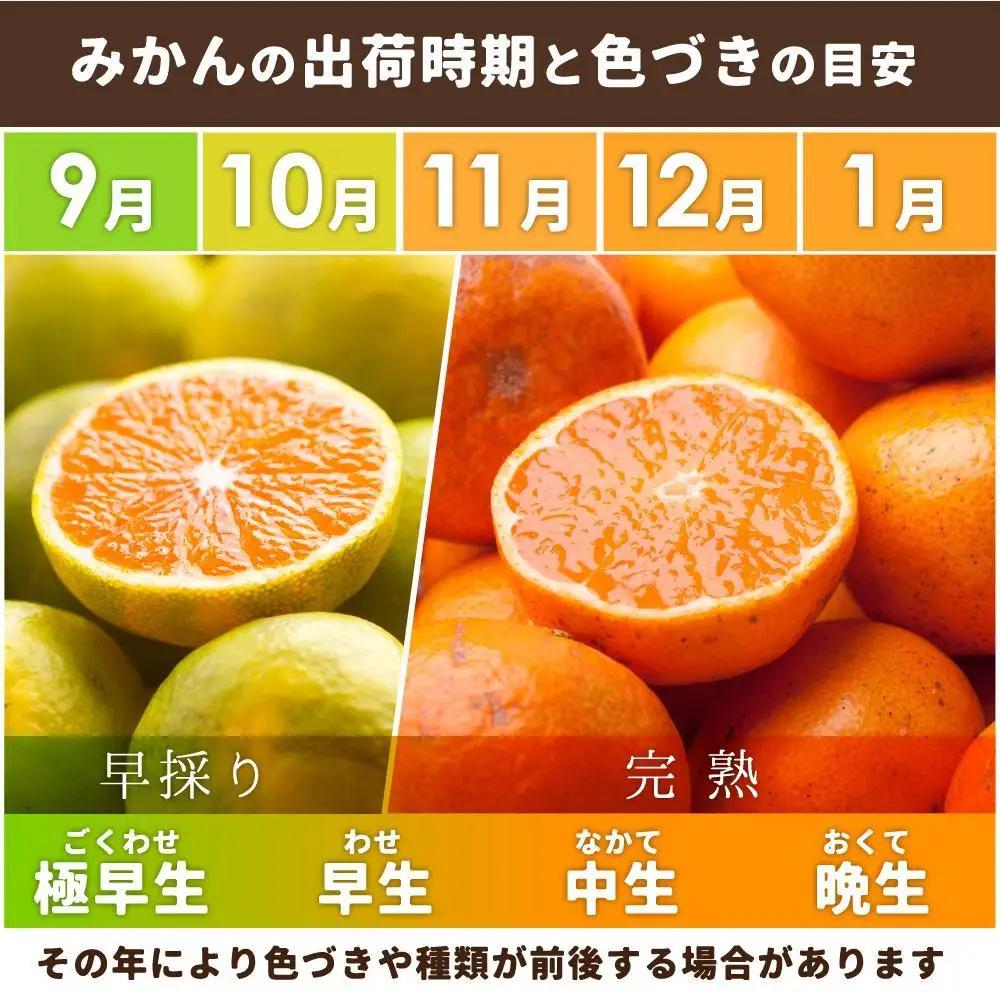 ［先行予約］家庭用 小さな有田みかん10kg+250g（傷み補償分）［2026年10月初旬から2027年1月末日頃順次発送予定］［IKE223］