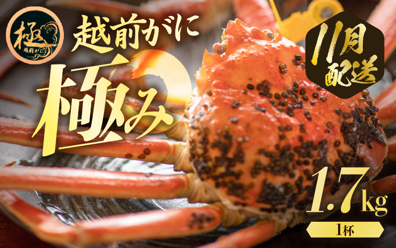 
            越前がに本場の越前町からお届け！ 貴重！【究極の1杯 極み(きわみ) 】≪浜茹で≫越前がに（生で約1.7kg～）極みの中でも1.7kg以上をお届け 食べ応え十分 食べ方しおり付き【贈答 ギフト 雄 ズワイガニ 越前ガニ 姿 ボイル 冷蔵 かに カニ 蟹 福井県】【11月発送分】希望日指定可 備考欄に希望日をご記入ください [e57-x009_11]
          