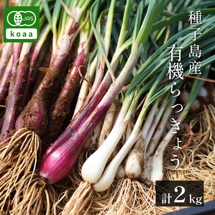 【ふるさと納税】 赤＆白 有機 オーガニック らっきょう 詰合せ セット 誠農園 ( 種子島 JAS 根つき 生らっきょう) 2kg