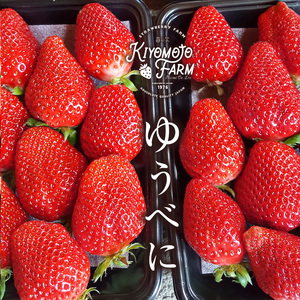 いちご ゆうべに 約500g （ 250g × 2パック ） | KiyomotoFarm