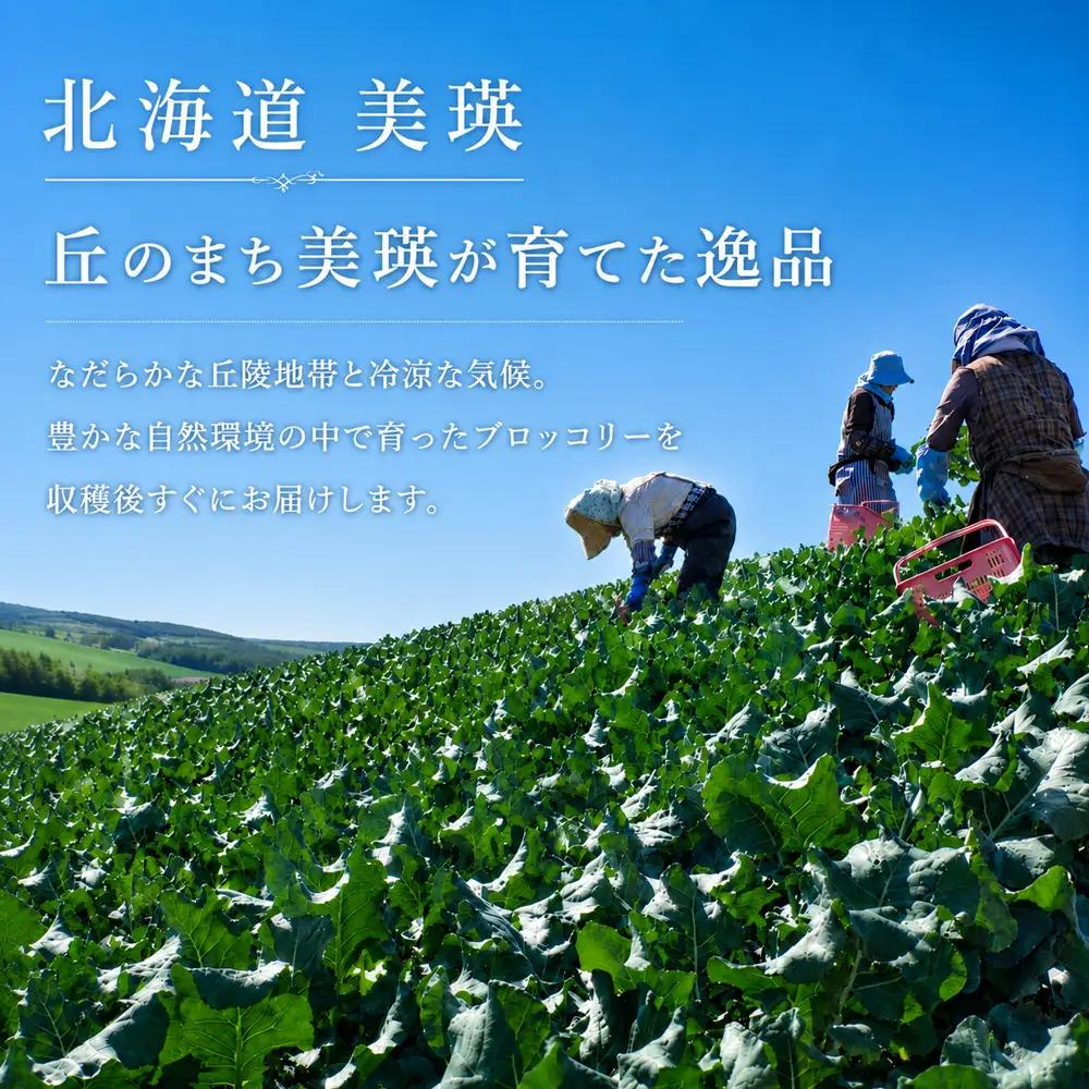 【令和8年産】ブロッコリー 5株 Lサイズ 北海道 ブロッコリー