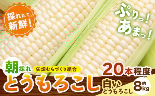 とうもろこし 白いとうもろこし 約8kg 20本入り 朝採れ クール便 野木町産 矢畑むらづくり組合 《6月下旬-7月下旬頃出荷》栃木県 野木町 トウモロコシ 野菜