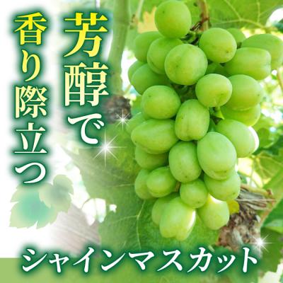 ふるさと納税 東御市 【御牧原(みまきはら)おいしい農園】御牧原セットA(シャインマスカット1kgとメルローワイン1本) |  | 01