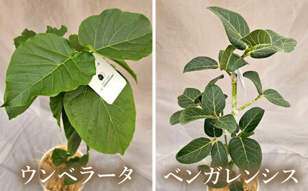 観葉植物 フィカスゴムの木 鉢植え 大村市 エコグリーンヒガシ/フィカス ゴムの木 ゴムノキ 鉢付き 室内 植物 インテリア プレゼント ギフト[ACAL007]