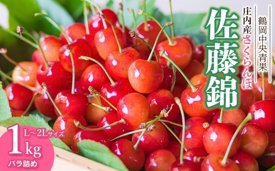 
            【令和7年産】さくらんぼ 佐藤錦　バラ詰め1kg　L～2Lサイズ　鶴岡中央青果
          