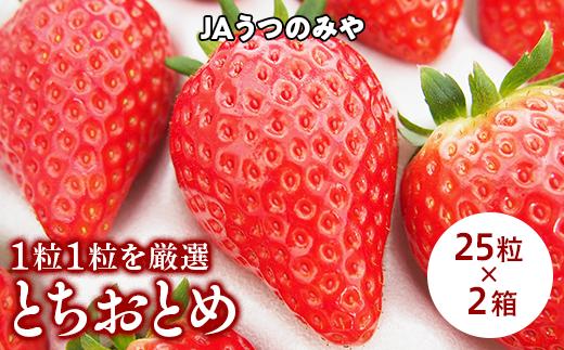 【産地直送】JAうつのみやとちおとめ化粧箱（25粒×2箱） ※2023年3月上旬頃より順次発送予定