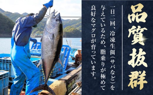 【全6回定期便】対馬産 本マグロ 4種 計550g（赤身/中トロ/大トロ/ネギトロ）《対馬市》【対海】[WAH016] マグロ まぐろ 鮪 本鮪 本マグロ 養殖 トロ 中トロ 中とろ 大トロ 大とろ 