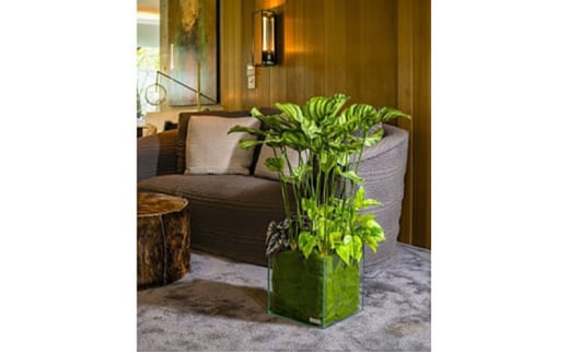 アートフラワーエミリオ・ロバ　ギャザリングカラテア　TTTTA06800