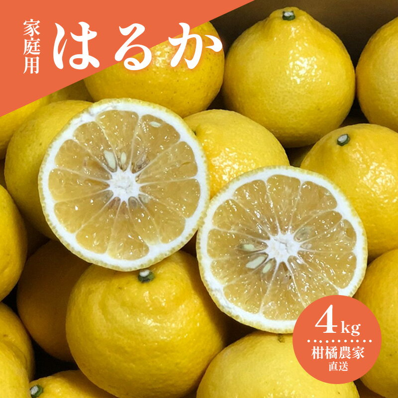 【ふるさと納税】 【2月初旬頃発送予定】はるか 家庭用 4kg | みかん 4kg みかん 愛媛みかん 松山 みかん 農家直送 家庭用 柑橘 愛媛 松山 北条 果物 フルーツ 産地直送 みかん 農園直送