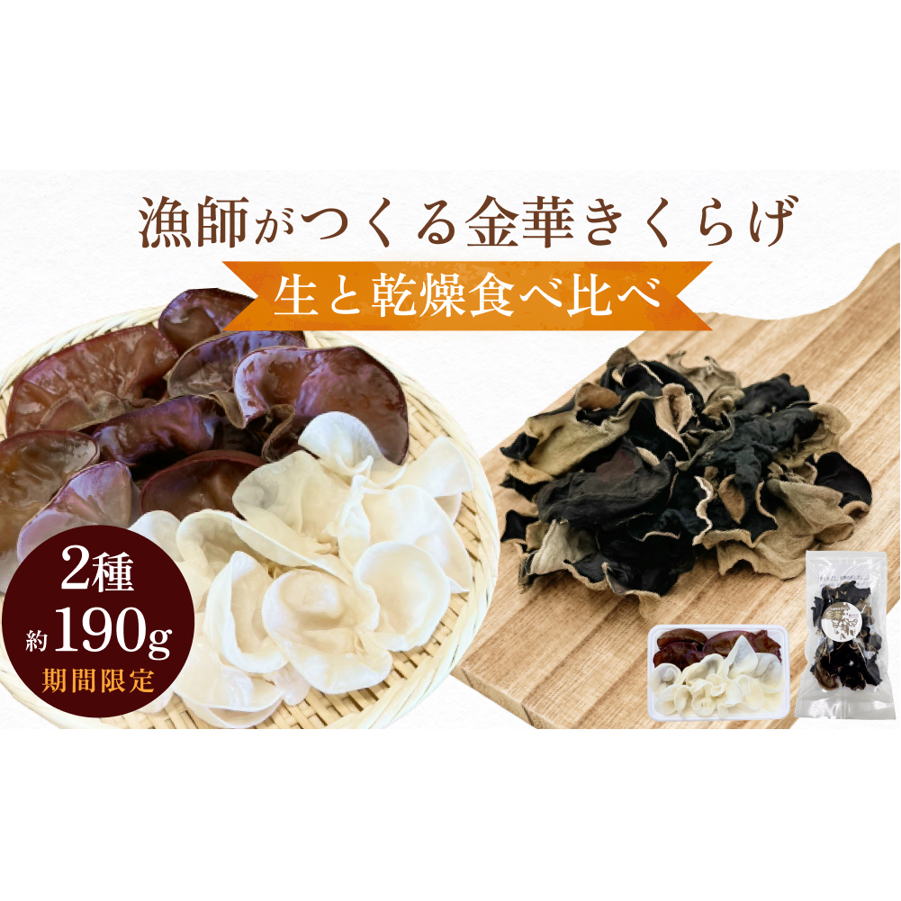 ＜ 期間限定 ＞漁師がつくる金華きくらげ 生と乾燥食べ比べ 合計約190g 生きくらげ 乾燥きくらげ キクラゲ 木耳 きのこ 乾燥 国産 食物繊維 野菜