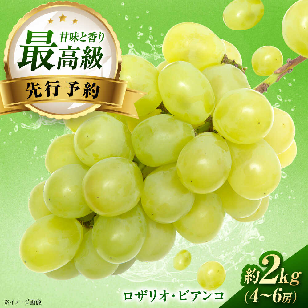 【ふるさと納税】【先行予約】ロザリオ・ビアンコ 約2kg1箱（4房〜6房）＜2026年8月下旬から発送＞/ ロザリオ・ビアンコ ぶどう ブドウ 葡萄 愛媛県 愛媛 内子町 フルーツ 果物 送料無料 美味しい おすすめ 人気 皮ごと 特産品 四国 国産 【有限会社ふじブドウ園】[BKCW002]
