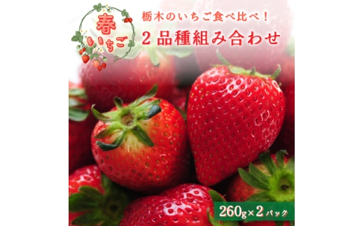＜春いちご＞栃木のいちご食べ比べ!「2品種組み合わせ!」セット(260g×2パック)【1663315】