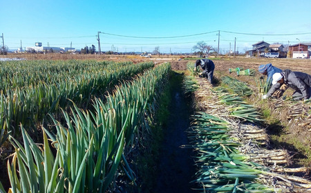 旬の野菜セット(7～8品) 季節の野菜 詰合せ [内山農園] 【011S166】