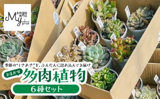 おまかせ多肉植物アソート【6種】　KN169-002-02
