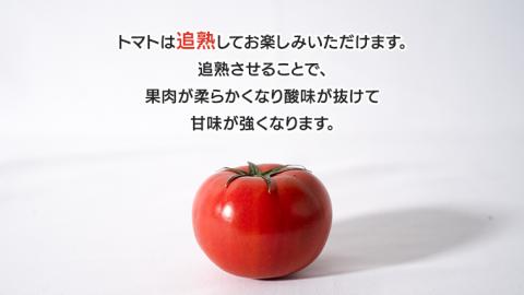 てるて姫 中箱 約1.2kg × 2箱 【12～15玉/1箱】 てるてひめ 糖度9度 以上 野菜 フルーツトマト フルーツ トマト とまと [AF038ci]