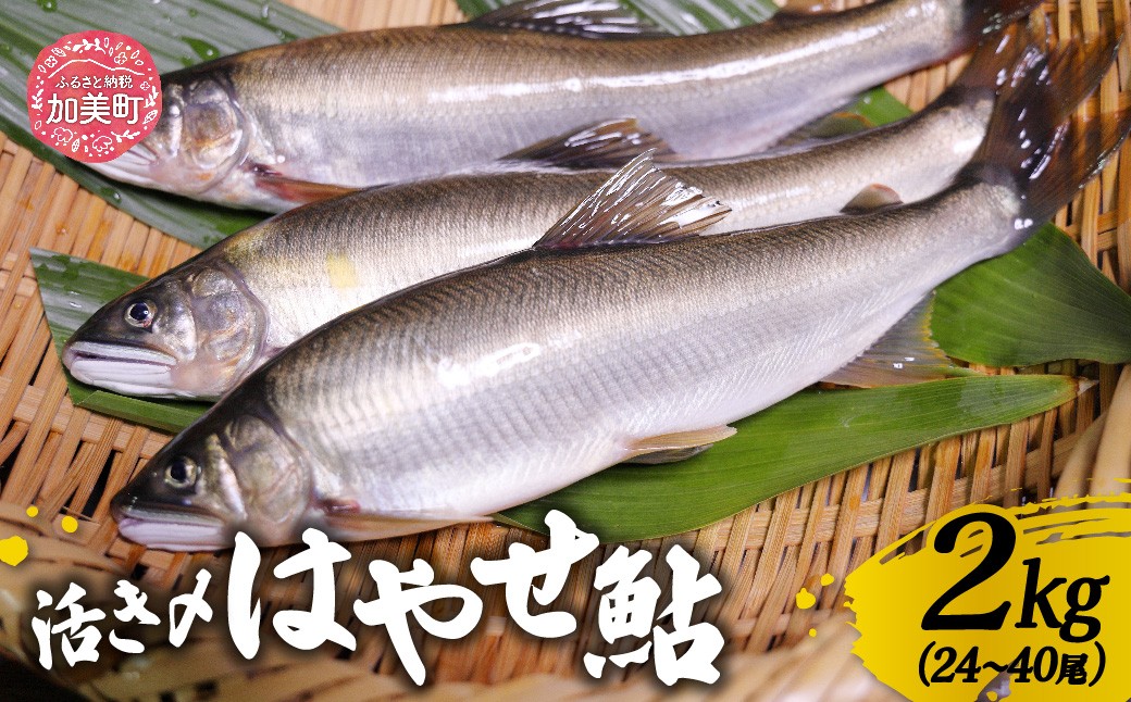 鮎 活き〆 500g (6～10尾) ~ 2kg (24～40尾) 鮎の極み「はやせ鮎」   [宮城鮎工房 宮城県 加美町]
