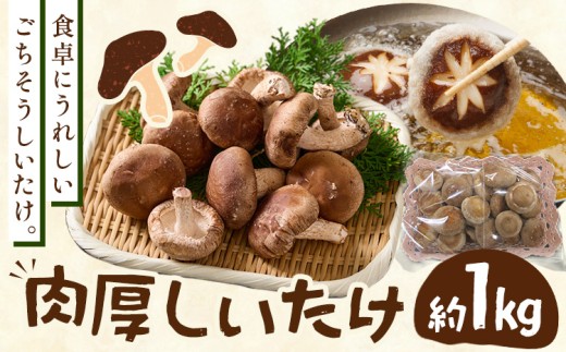 肉厚 菌床椎茸 1kg 《30日以内に発送予定(土日祝除く)》 プレジール・アオバ 徳島県 上板町 野菜 青果物 きのこ シイタケ 椎茸