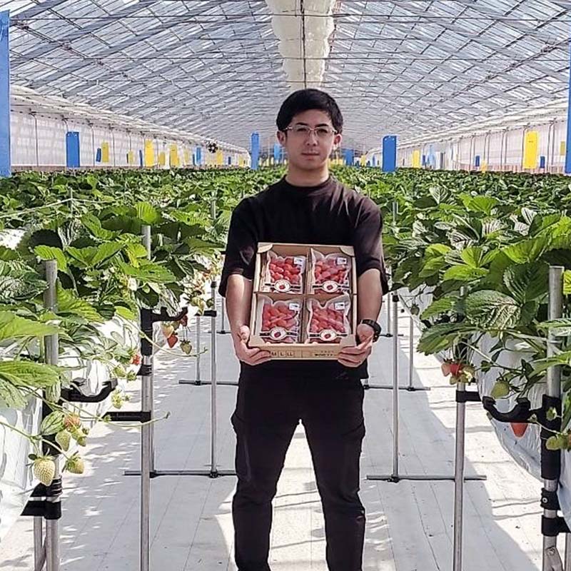 【期間限定！寄附額改定↓！】＜無地熨斗あり＞ 2026年先行予約 北海道産いちご すずあかね 32～60粒×3箱【2026年 6月末 から順次発送】 夏いちご イチゴ 苺 フルーツ 果物 ジャム スイ