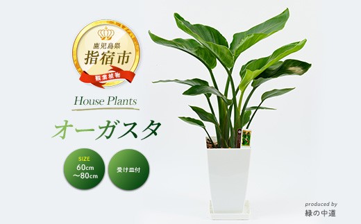 
                  【観葉植物】オーガスタ60cm～80cm(緑の中道/IB067-003) 南国鹿児島県で育った 観葉植物！植物 鉢付 インテリア 室内 オフィス おしゃれ プレゼント ギフト 開店祝い 移転祝い マイナスイオン【配送不可地域：北海道・沖縄県・離島】
                