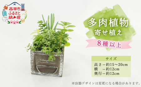 多肉植物観葉植物寄せ植えインテリア多肉植物【8種以上】
