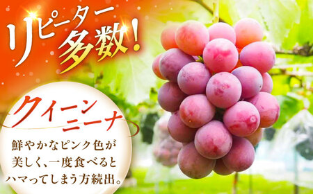 【先行予約：2026年8月中旬より発送】クイーンニーナ・ジュエリーBOX 16粒 [AIAB018]贈答 ぶどう