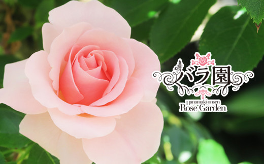 
            花巻温泉バラ園 オリジナル品種「オリンピアローズ2020」 新苗 <2026年6月より随時発送> 【914】
          