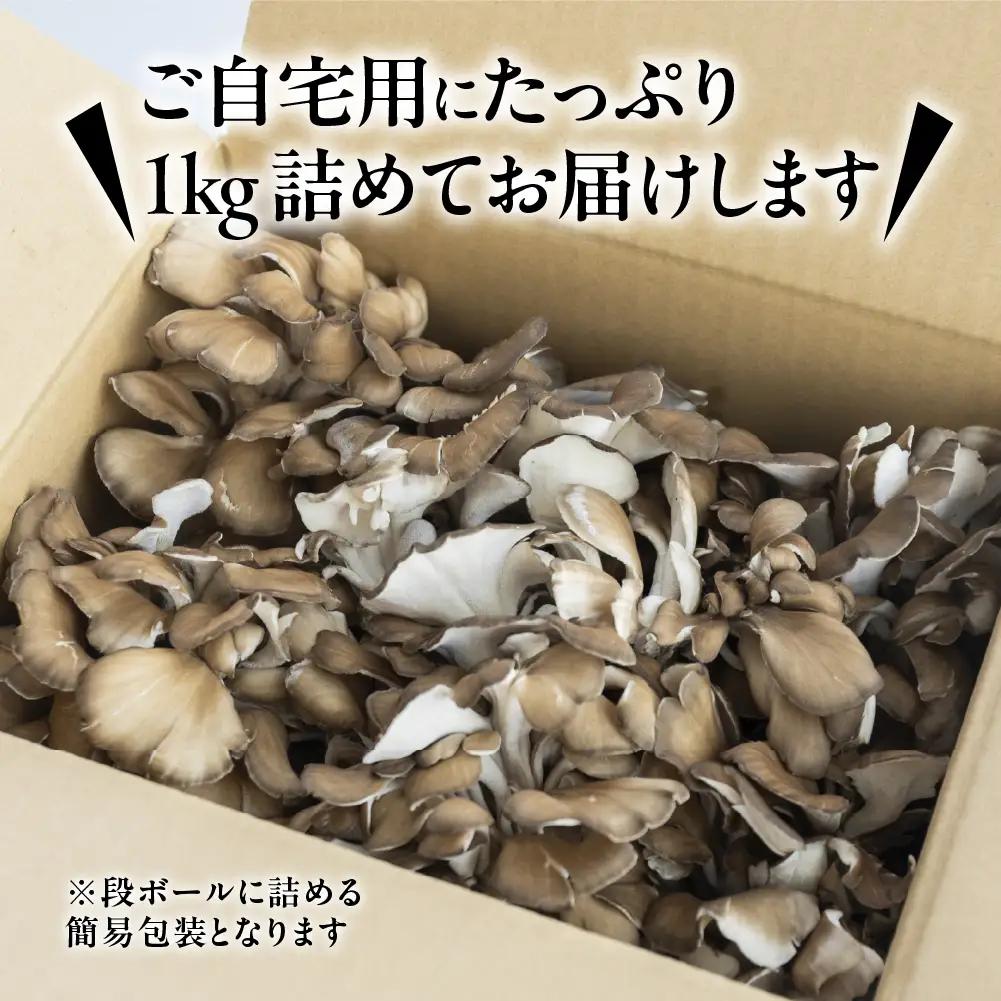 訳あり（簡易包装）飛騨舞茸 1kg 舞茸【60-2】