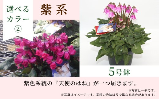 【カラー：紫系】 希少 天使のはね シクラメン ５号鉢 天使のはね 農林水産大臣賞受賞歴あり 花 白 紫 プレゼント 贈り物 鉢花 鉢 ガーデン ガーデニング 愛知県産 クリスマス 高品質 高評価 珍しい 花 植物 冬の花 -261