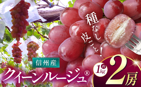 【先行受付：2026年発送】信州産 クイーンルージュ®︎ 2房（約1kg）
