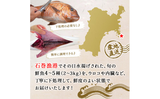 鮮魚 詰め合わせ 2～3kg（4～5種）下処理済み 漁師直送! 宮城県産 鮮魚 内臓処理済 お楽しみ 鮮魚ボックス 詰め合わせ 魚 食べ比べ お魚 とれたて 美味しい 新鮮 海鮮 魚介 刺身 焼き魚 