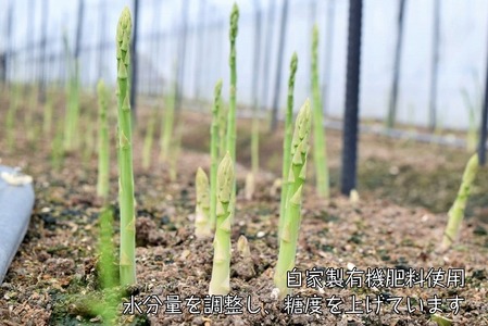 【2025年夏発送】北海道上ノ国町 わかさ農園の夏アスパラ　L～2L（1㎏）