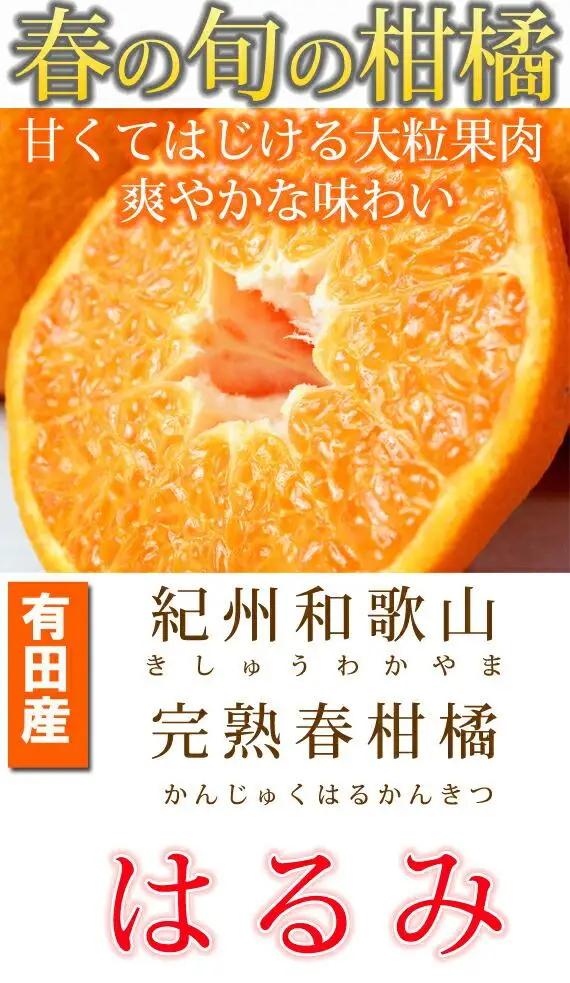 果肉ぷりぷり!完熟はるみ　５ｋｇ［2027年2月上旬頃～2027年2月下旬頃に順次発送］［UT22］