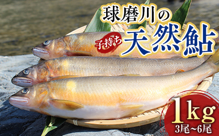 球磨川の天然鮎 (子持ち) 1kg FKP9-526